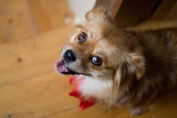 Happy dog with red bow