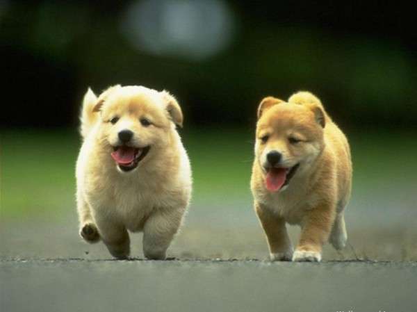 Cute Dog Photography (4)