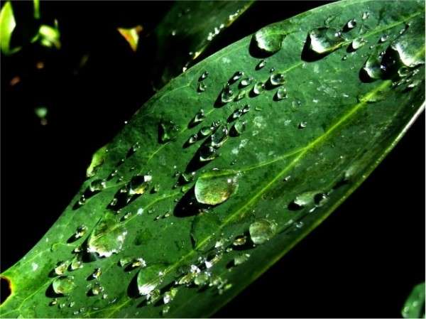 30 Amazing Dew Drop Wallpapers