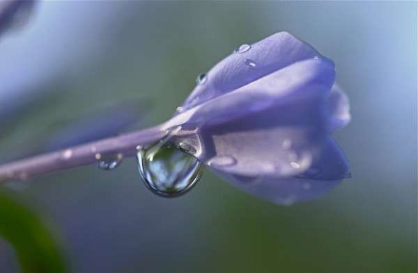 Dew Drop Photography 16