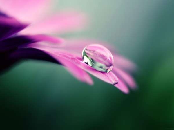 30 Amazing Dew Drop Wallpapers