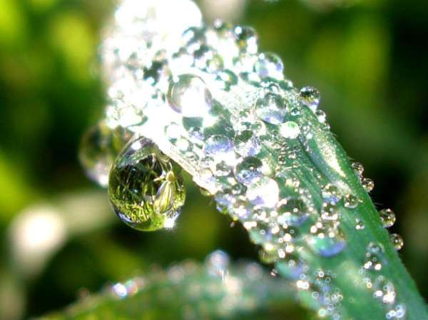 Dewdrops on grass reflecting the world