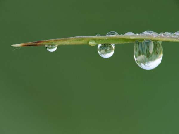 Dew Drop Photography 25