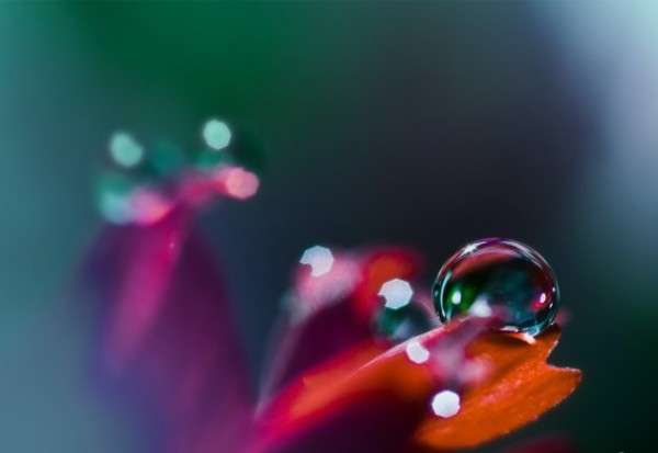 Dew Drop Photography 26