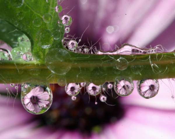 Dew Drop Photography 27