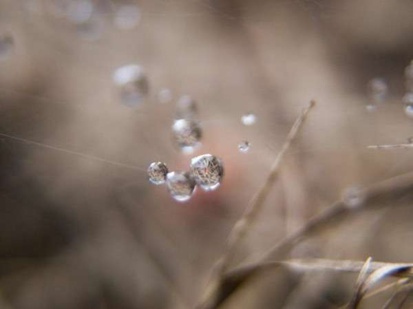 Dew Drop Photography 28