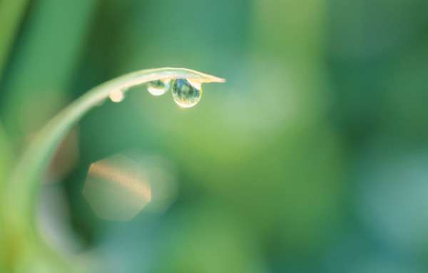 Dew Drop Photography 4