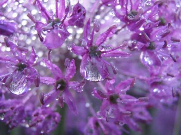 Dew Drop Photography 5