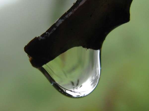 Dew Drop Photography