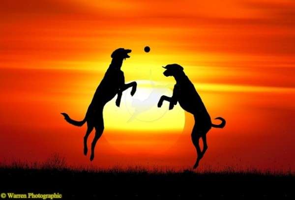 Saluki Lurchers leaping to catch a ball at sunset