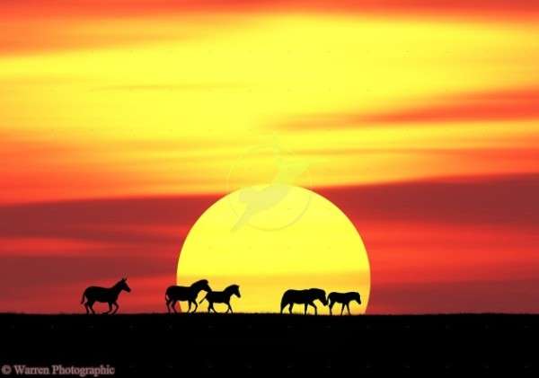 Common Zebras (Equus burchelli) at sunset